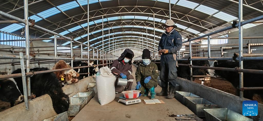 Allevamento scientifico migliora la resa e l'ambiente nel Gansu