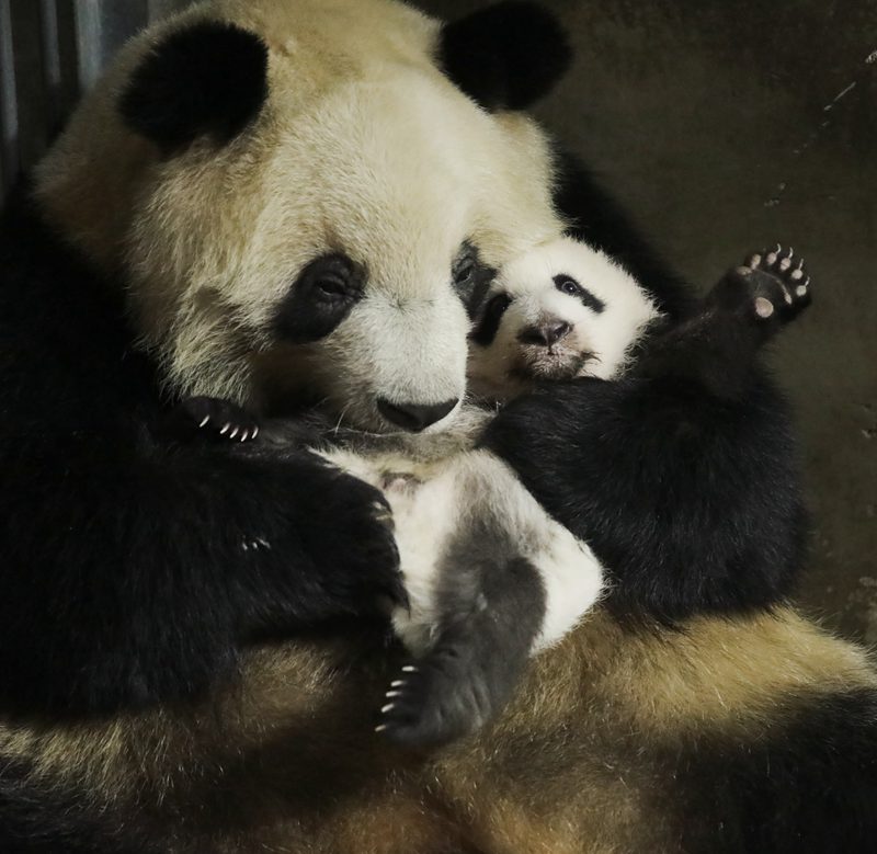 Il numero di panda giganti allevati in cattività presso il Centro di ricerca sui panda giganti di Qinling ha raggiunto 49 esemplari