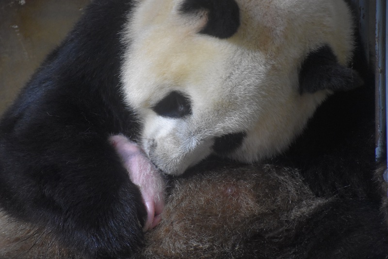 Il numero di panda giganti allevati in cattività presso il Centro di ricerca sui panda giganti di Qinling ha raggiunto 49 esemplari