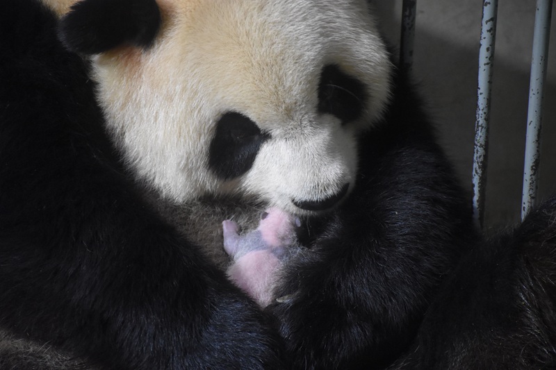 Il numero di panda giganti allevati in cattività presso il Centro di ricerca sui panda giganti di Qinling ha raggiunto 49 esemplari