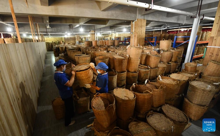 L'industria del tè Liubao fiorisce a Wuzhou