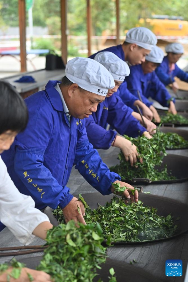 L'industria del tè Liubao fiorisce a Wuzhou