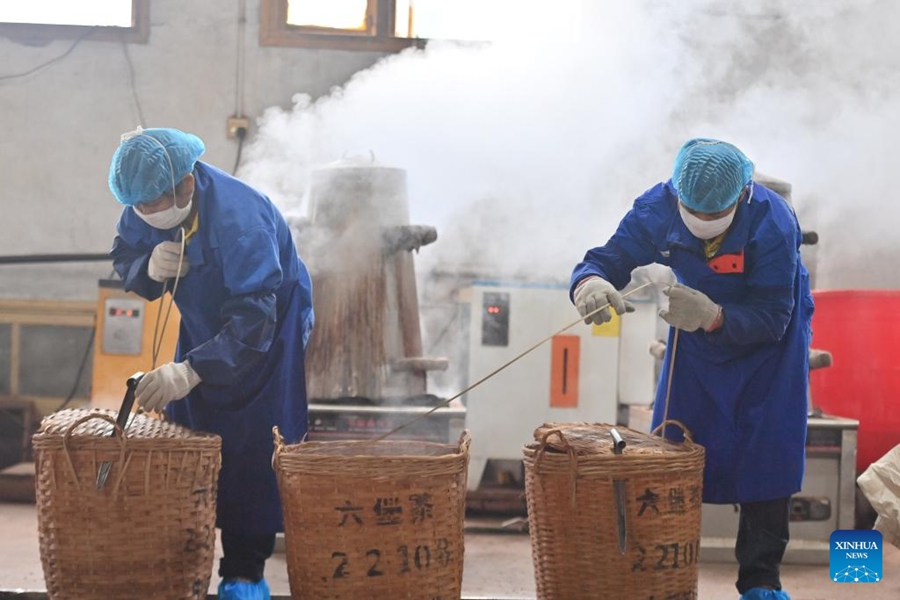 L'industria del tè Liubao fiorisce a Wuzhou