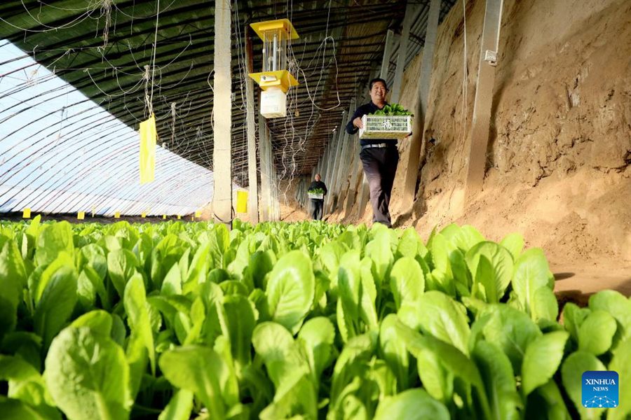 Agricoltori trasportano le verdure in una serra nella contea di Longyao, nella provincia dello Hebei, nel nord della Cina. (17 dicembre 2023-Xinhua/Mu Yu)