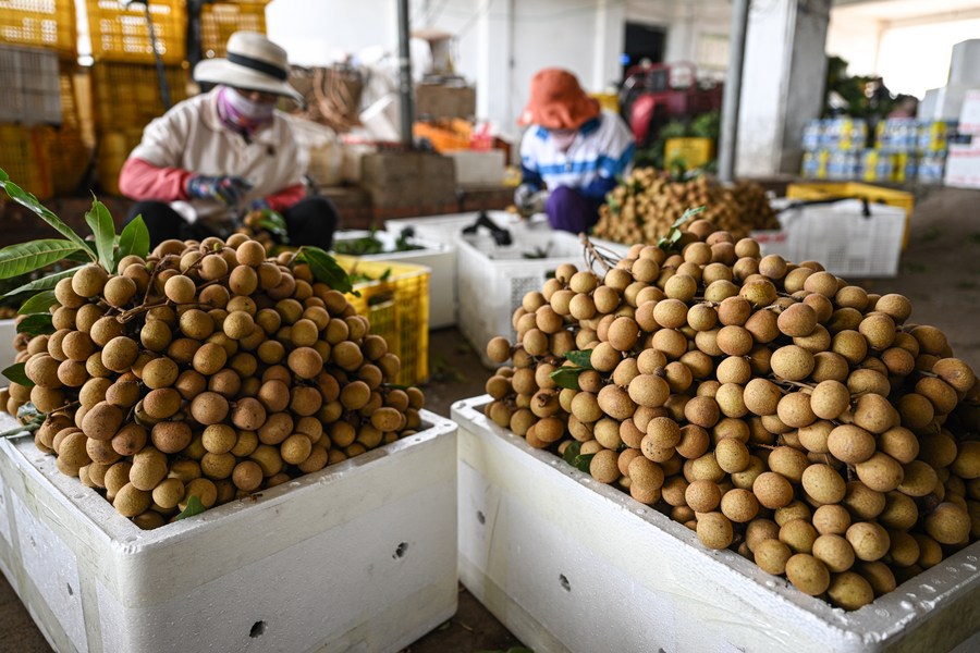 Frutti di Longan al centro di frutta e verdura di Xianglin nella città di Dongfang, provincia di Hainan. (30 aprile 2023 - Xinhua/Pu Xiaoxu)