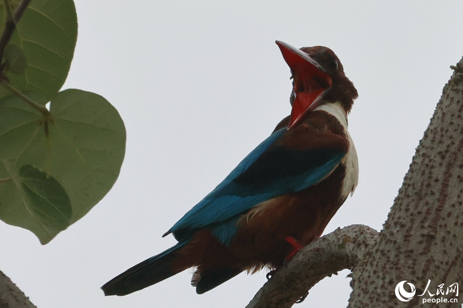 Martin pescatore dalla gola bianca avvistato in un parco a Xiamen, nel sud-est della Cina