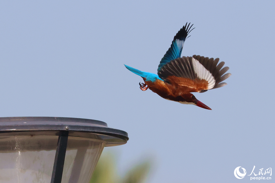 Martin pescatore dalla gola bianca avvistato in un parco a Xiamen, nel sud-est della Cina