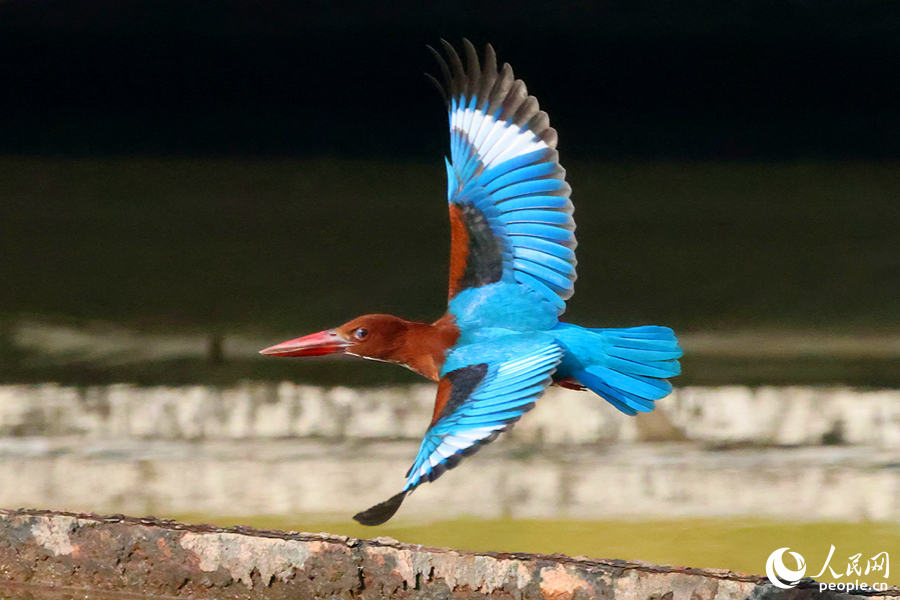 Martin pescatore dalla gola bianca avvistato in un parco a Xiamen, nel sud-est della Cina