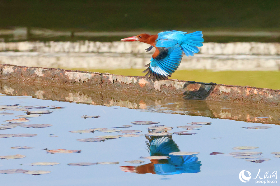 Martin pescatore dalla gola bianca avvistato in un parco a Xiamen. (Quotidiano del Popolo Online/Chen Bo)