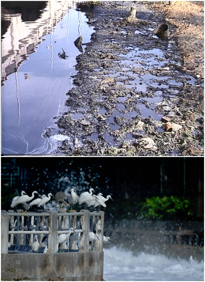 Da lago puzzolente a polmone verde della città: la splendida trasformazione del lago Yundang