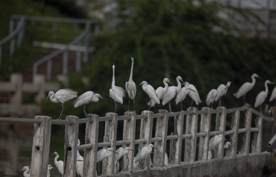 Garzette popolano il lago Yundang a Xiamen