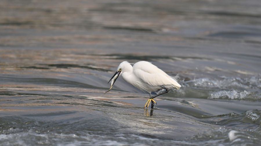 Garzette popolano il lago Yundang a Xiamen