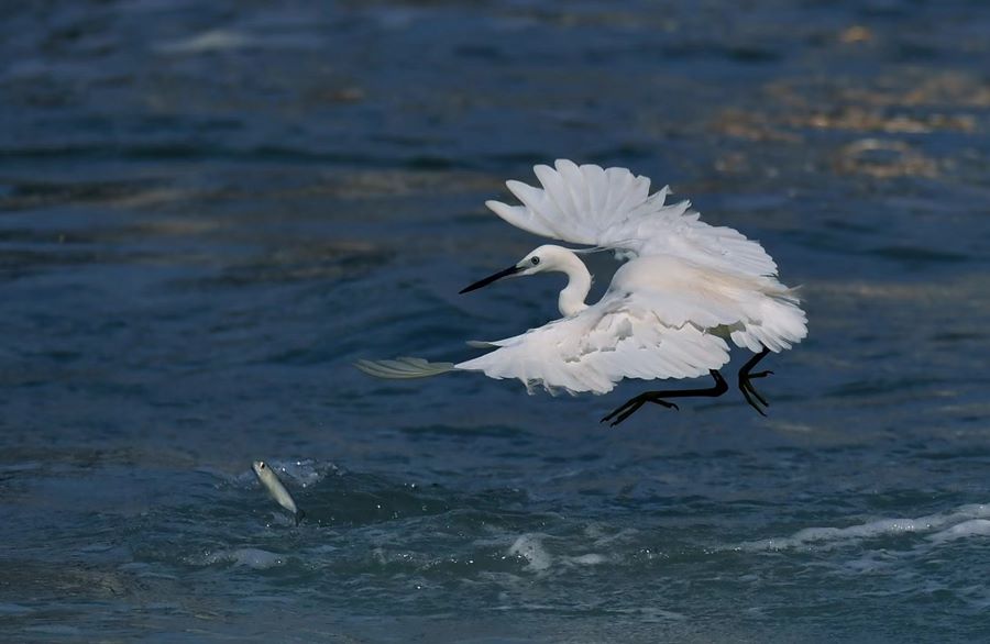 Garzette popolano il lago Yundang a Xiamen