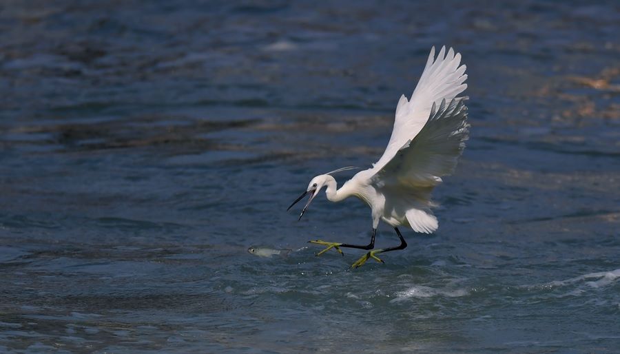 Garzette popolano il lago Yundang a Xiamen