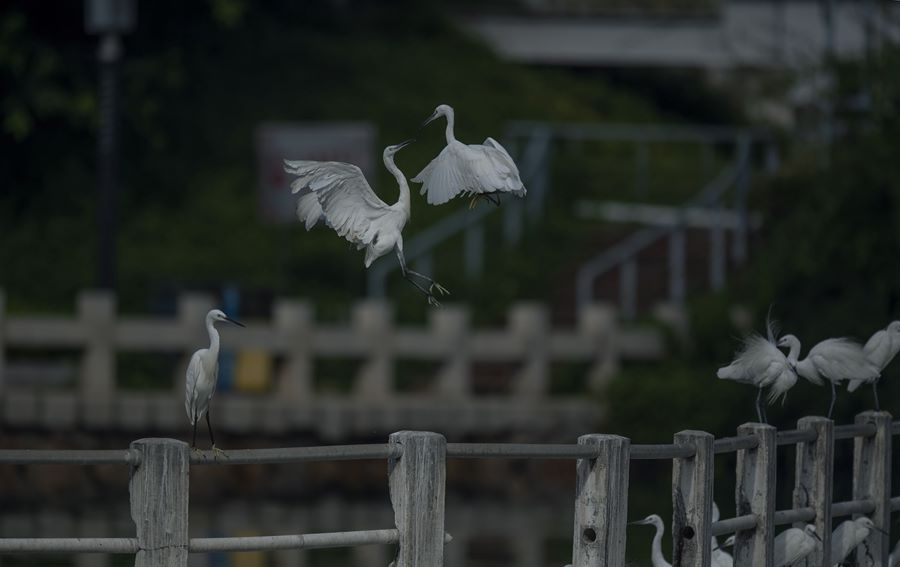 Garzette popolano il lago Yundang a Xiamen