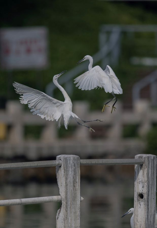 Garzette popolano il lago Yundang a Xiamen