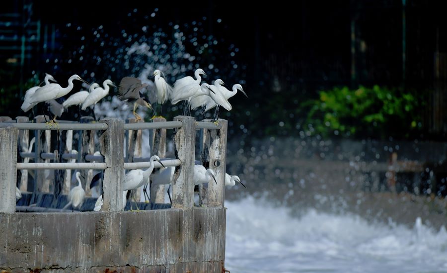 Garzette popolano il lago Yundang a Xiamen