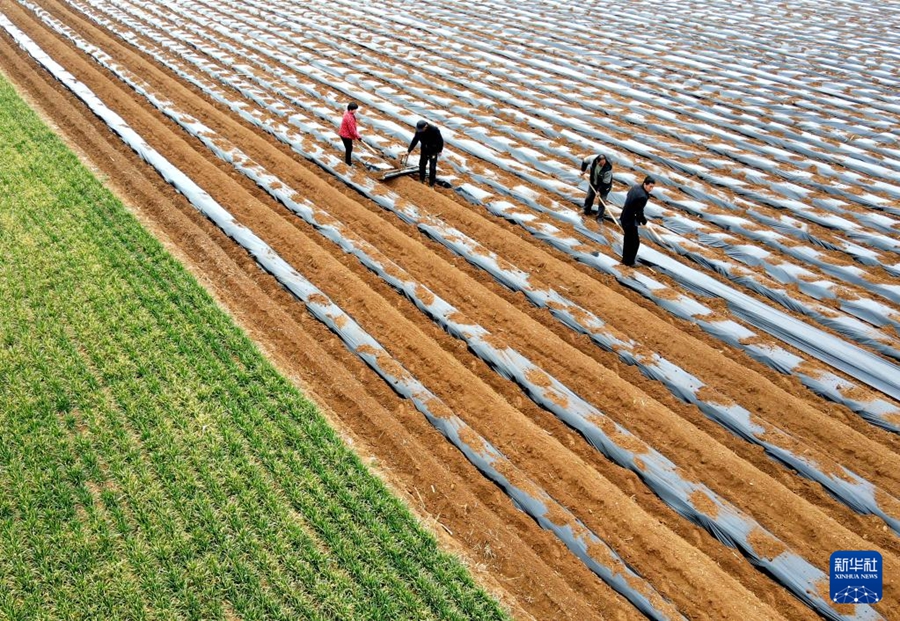 Agricoltori impegnati nelle attività agricole primaverili in tutta la Cina