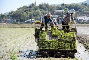 Agricoltori impegnati nelle attività agricole primaverili in tutta la Cina