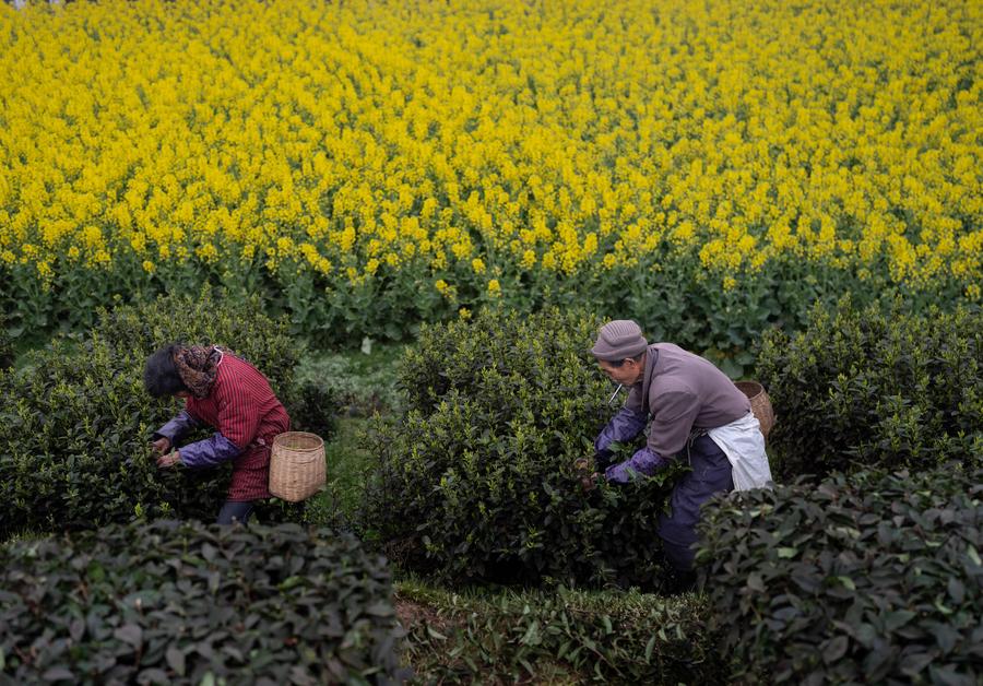 Le industrie del tè potenziano comunità e imprese a Luzhou, Sichuan