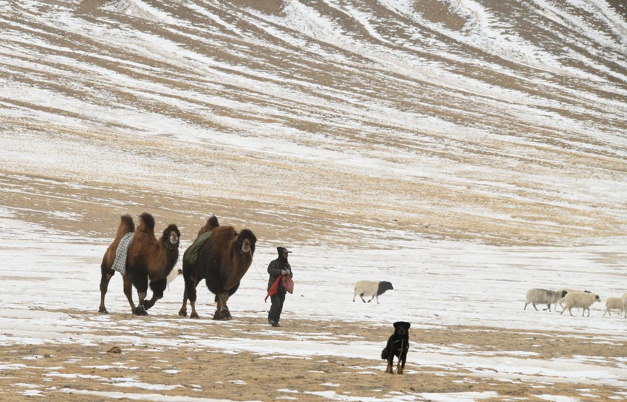 Transumanza primaverile ad Akesai, Gansu