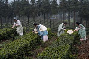 Le industrie del tè potenziano comunità e imprese a Luzhou, Sichuan