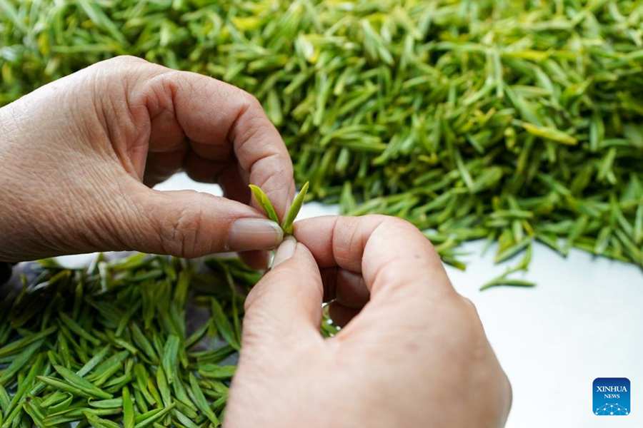 Stagione della raccolta delle foglie di tè Biluochun a Suzhou