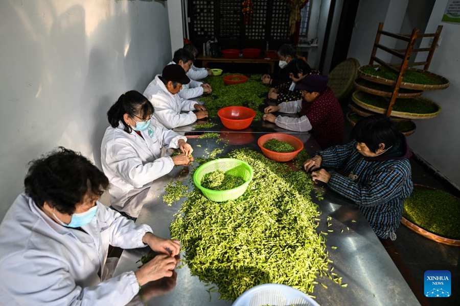 Stagione della raccolta delle foglie di tè Biluochun a Suzhou