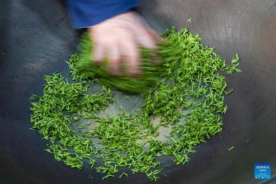 Stagione della raccolta delle foglie di tè Biluochun a Suzhou