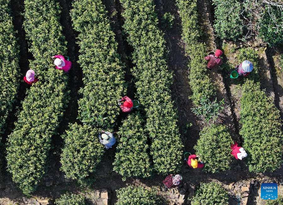 Stagione della raccolta delle foglie di tè Biluochun a Suzhou