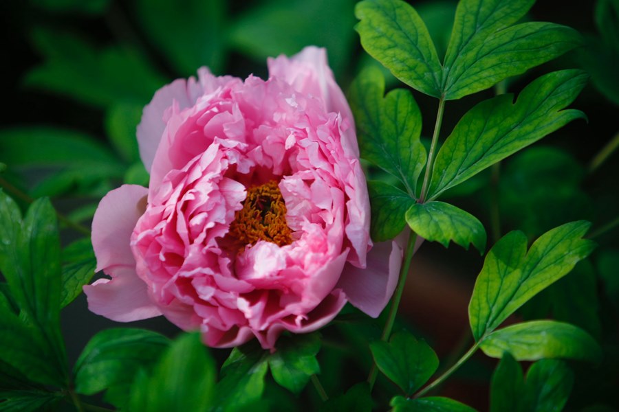 Luoyang entra nella stagione delle peonie