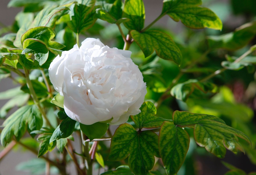 Luoyang entra nella stagione delle peonie