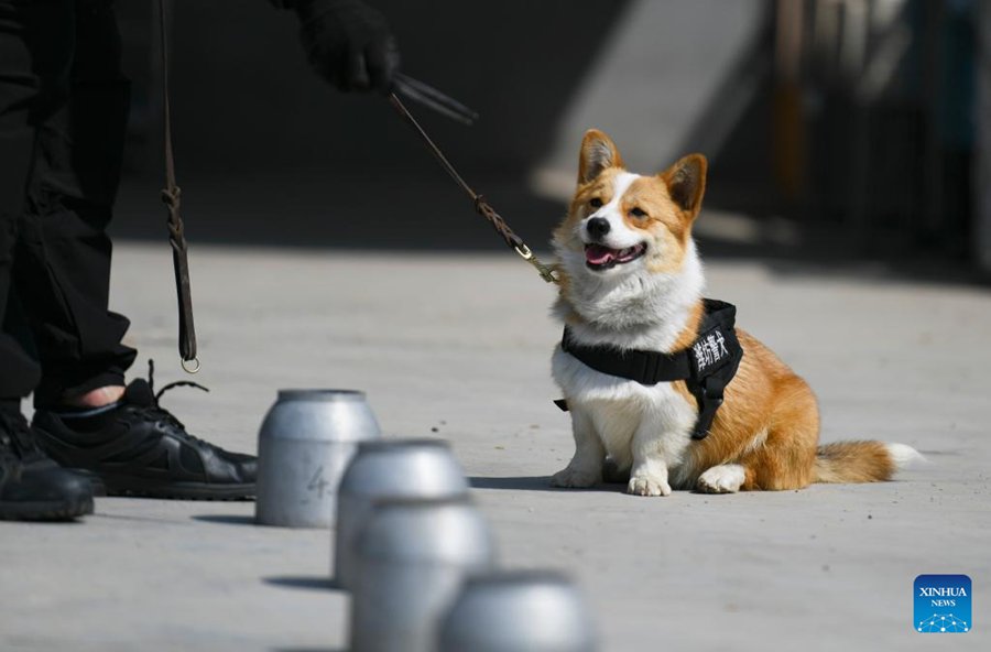 Fu Zai, un corgi di sei mesi, partecipa a una sessione di addestramento a Weifang, nella provincia dello Shandong. (7 aprile 2024 – Xinhua/Sun Shubao)