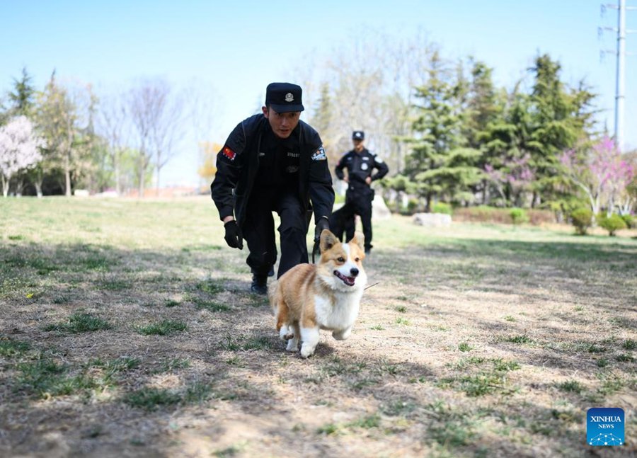 Il primo cane poliziotto di razza corgi della Cina