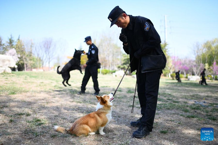 Il primo cane poliziotto di razza corgi della Cina