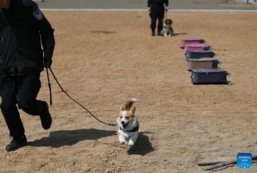 Il primo cane poliziotto di razza corgi della Cina