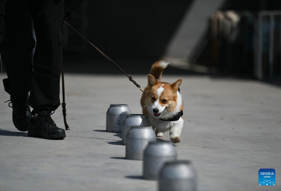 Il primo cane poliziotto di razza corgi della Cina