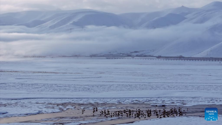 Le gru dal collo nero in migrazione nella zona umida di A Rag, nella contea di Damxung di Lhasa, nella regione autonoma dello Xizang, nel sud-ovest della Cina. (7 aprile 2024 - Xinhua/Dang Li)