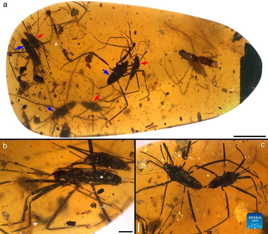 Ricercatori cinesi rivelano le dinamiche di accoppiamento di antichi insetti