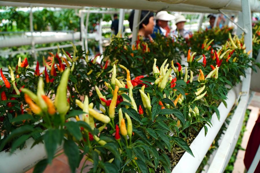 L'expo internazionale di scienze e tecnologie vegetali attira visitatori nello Shandong