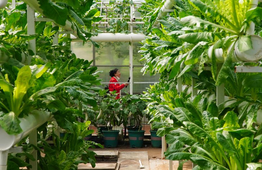 L'expo internazionale di scienze e tecnologie vegetali attira visitatori nello Shandong