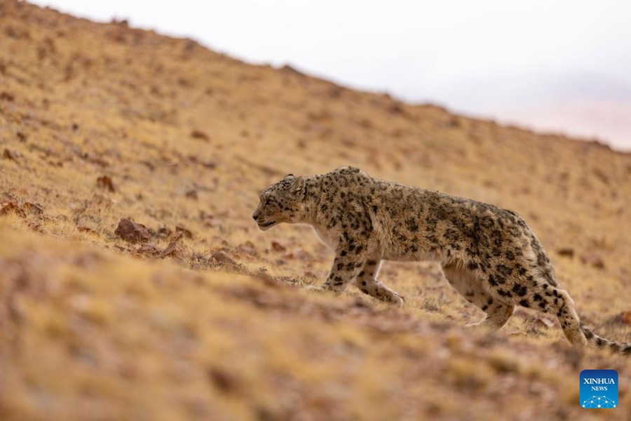 Un leopardo delle nevi viene rilasciato in natura nella Riserva Naturale Nazionale di Changtang, nello Xizang. (7 maggio 2024 - Xinhua/Jiang Fan)