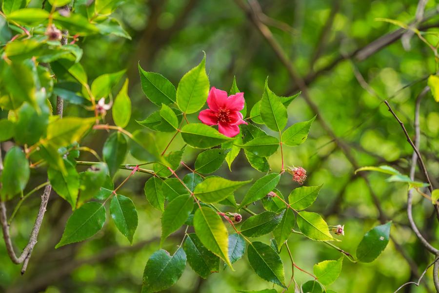 Specie di rosa cinese in via di estinzione avvistate nel sud-ovest della Cina