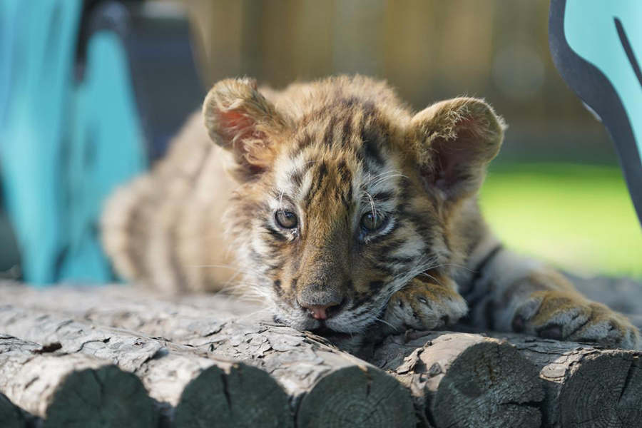 Cuccioli di tigre siberiana prosperano nei centri di allevamento cinesi