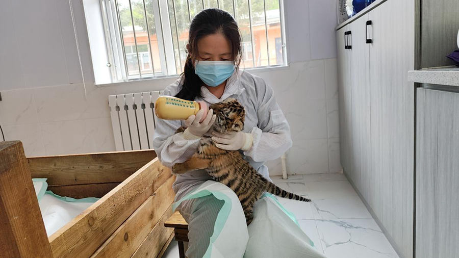 Cuccioli di tigre siberiana prosperano nei centri di allevamento cinesi