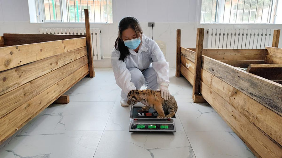 Cuccioli di tigre siberiana prosperano nei centri di allevamento cinesi