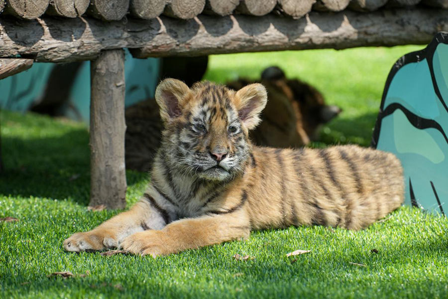 Cuccioli di tigre siberiana prosperano nei centri di allevamento cinesi