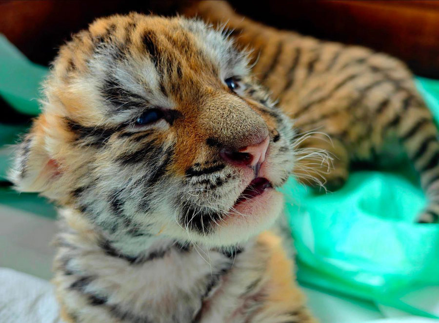 Cuccioli di tigre siberiana prosperano nei centri di allevamento cinesi