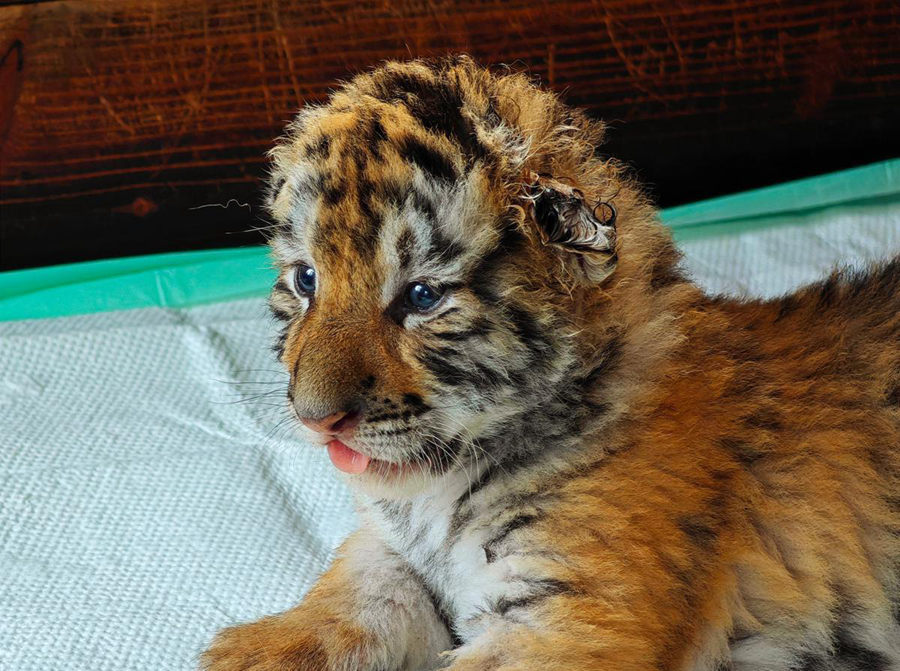 Cuccioli di tigre siberiana prosperano nei centri di allevamento cinesi