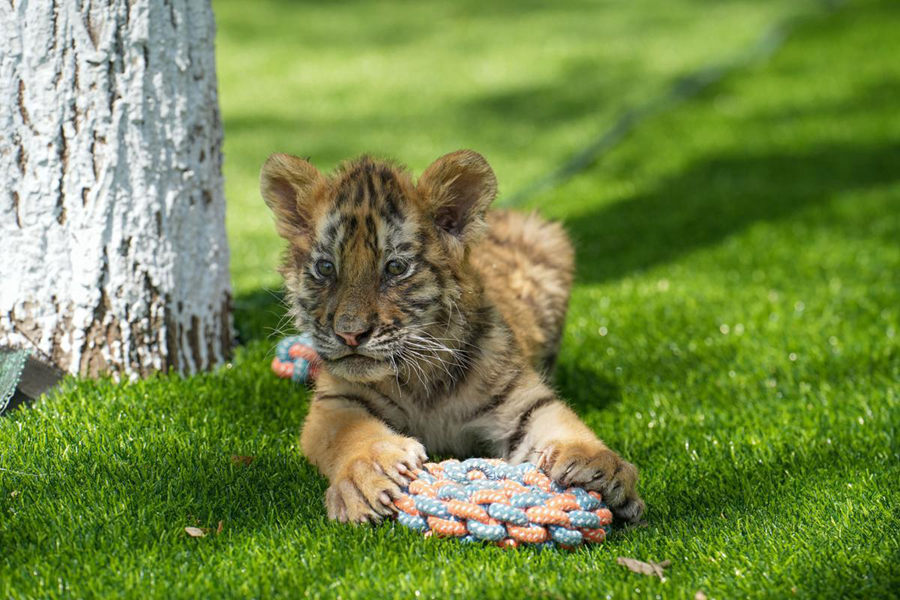 Cuccioli di tigre siberiana prosperano nei centri di allevamento cinesi